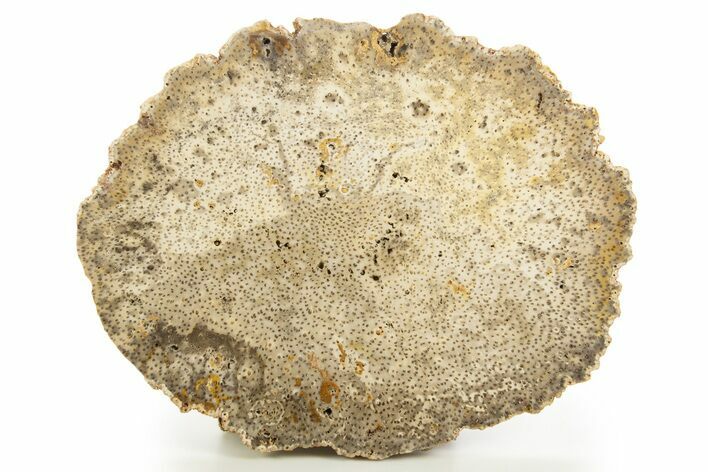 Petrified Palmwood (Palmoxylon) Slab - Myanmar #332983